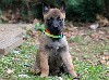  - Bébés Malinois à réserver 