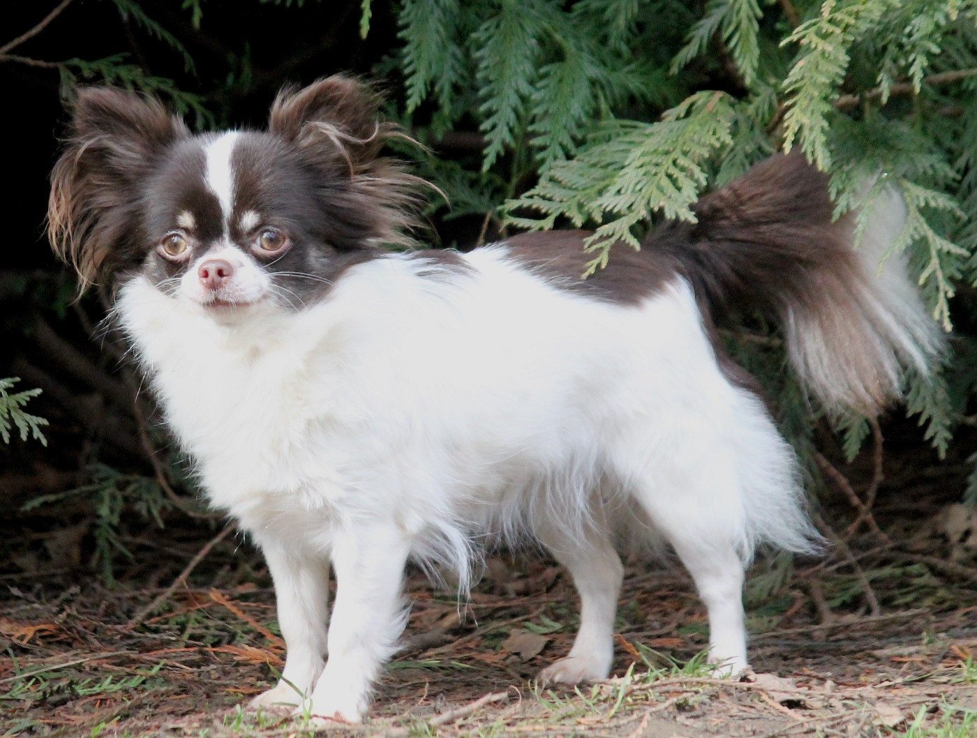 Vendetta Du royaume de Matiliane