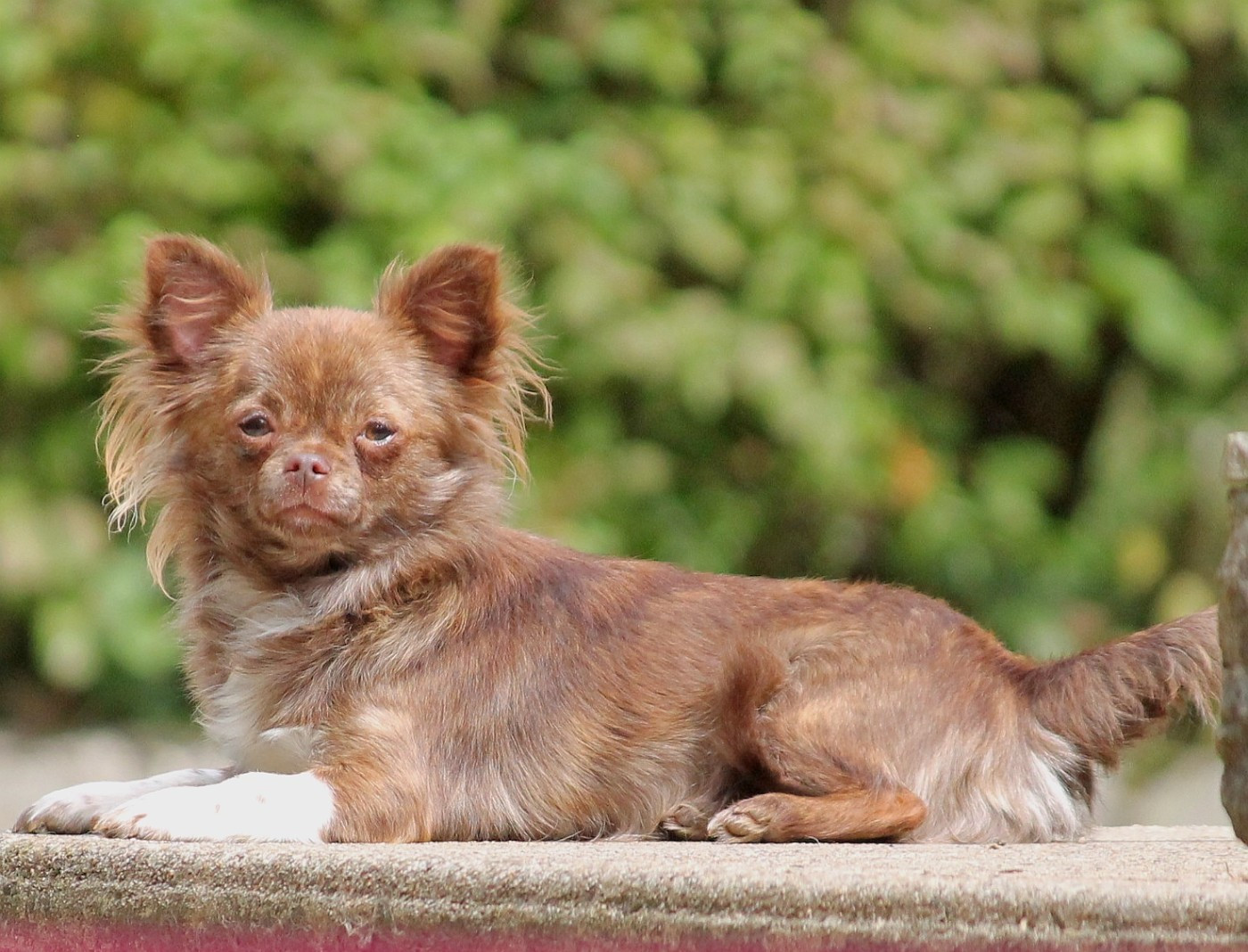 VAINE ÈRE du domaine d'orca