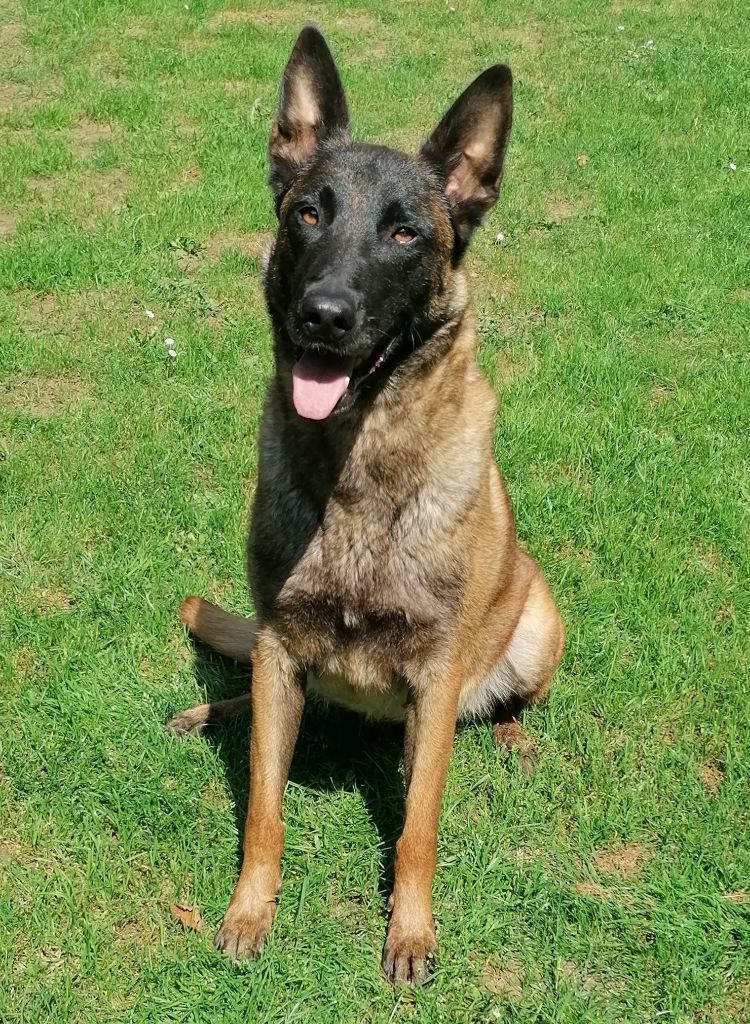 Chiots malinois pour l'automne 2025