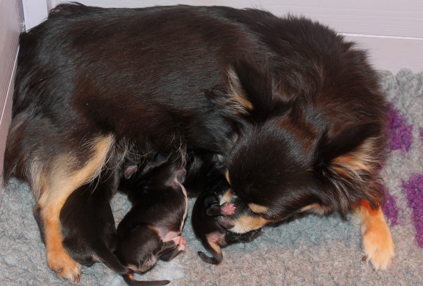 Les bébés de Sandy sont nés !
