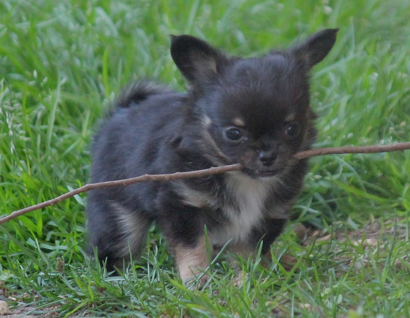 1 mâle dispo mi-avril