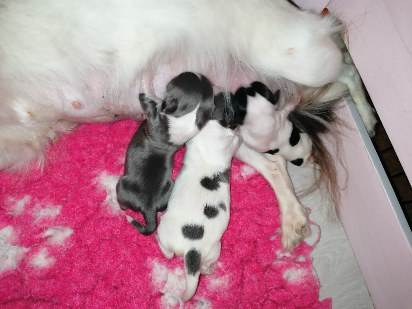 Les bébés sont nés !