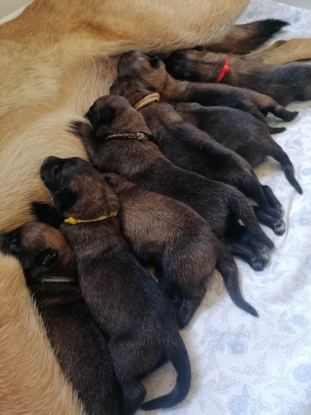 8 chiots nés le 05/06/26