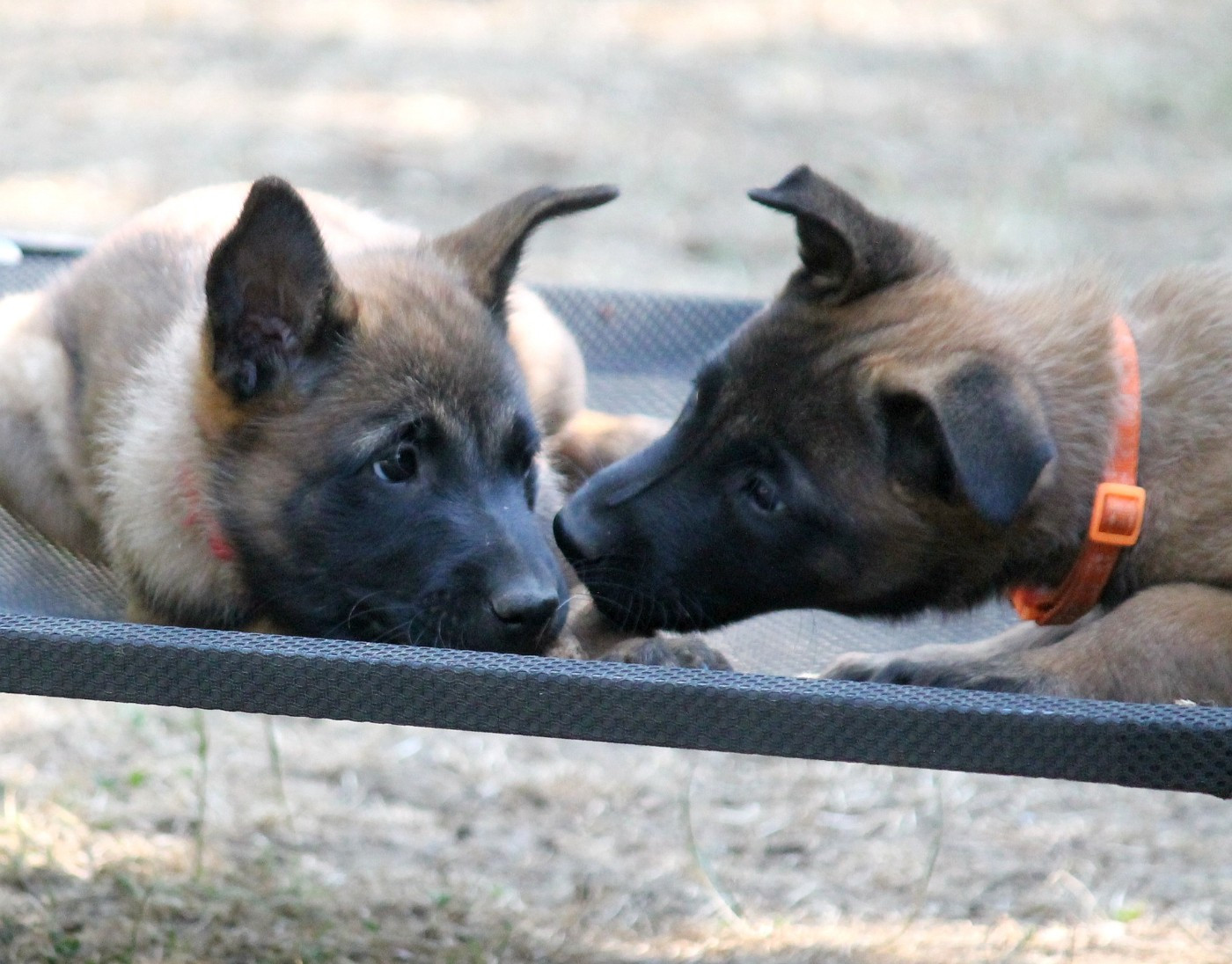Plus de chiots disponibles rdv en 2027
