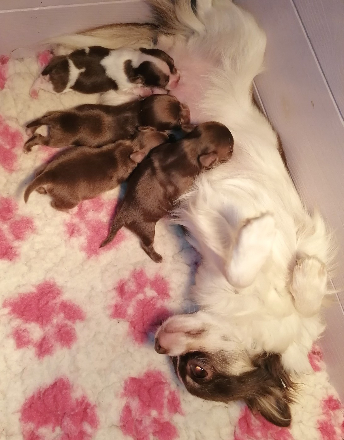 Les bébés de Voïka sont nés