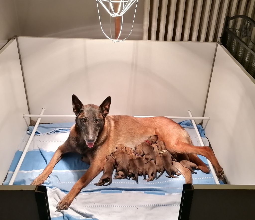 Chiots malinois à réserver 