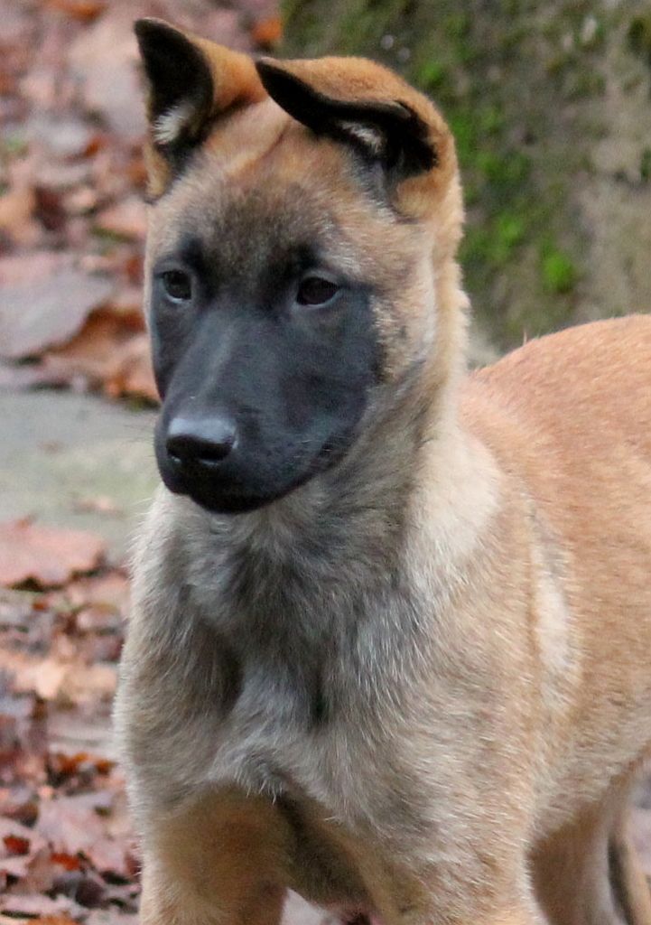 Plus qu'une femelle disponible de suite 