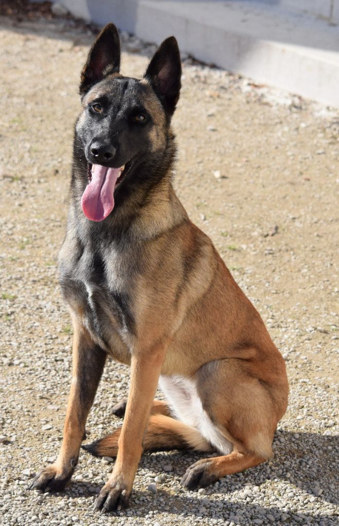 Plus de chiots disponibles rdv en 2026