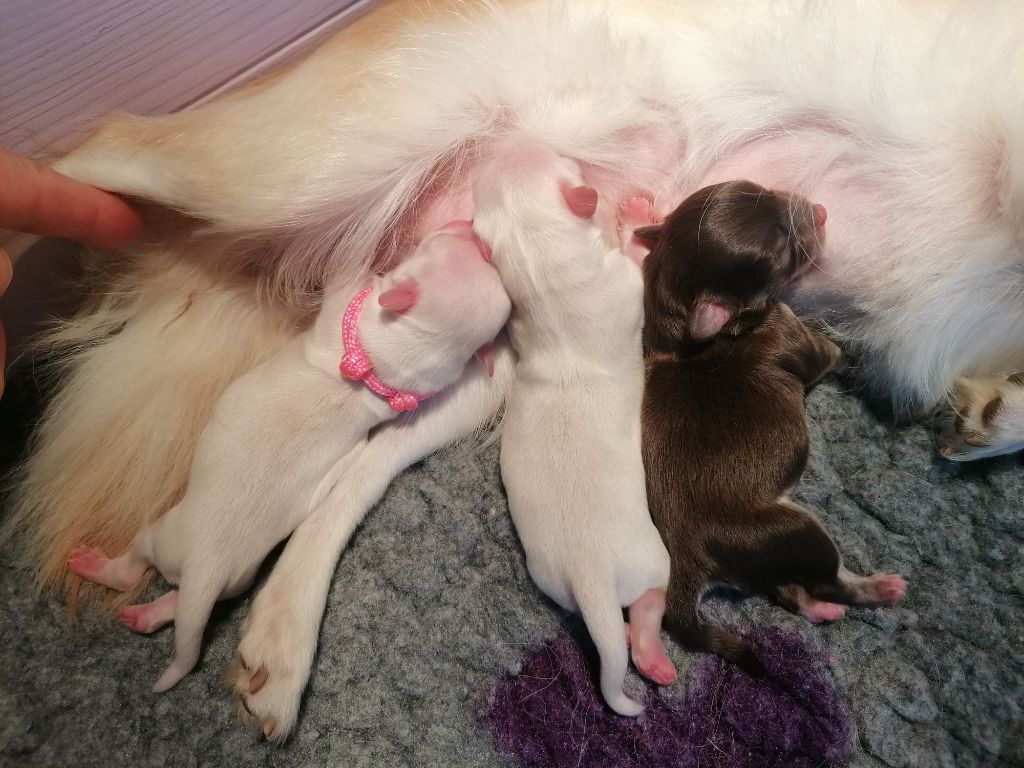 3 chiots à réserver dispo fin octobre 