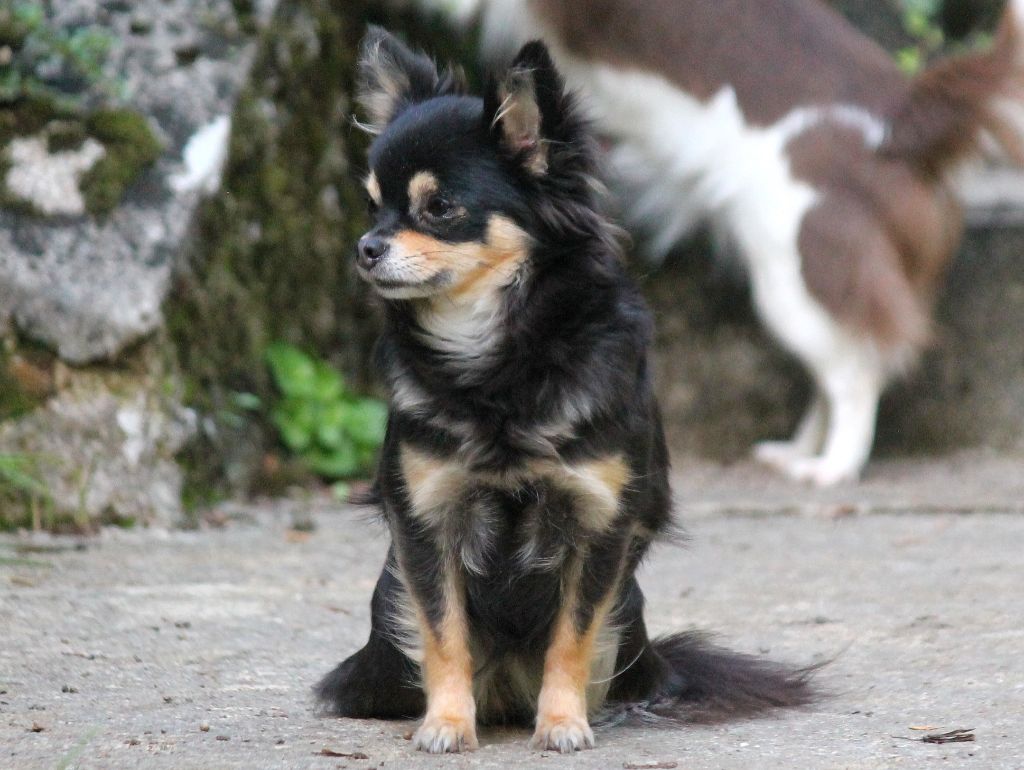 Plus de chiots disponibles rdv fin janvier 2026