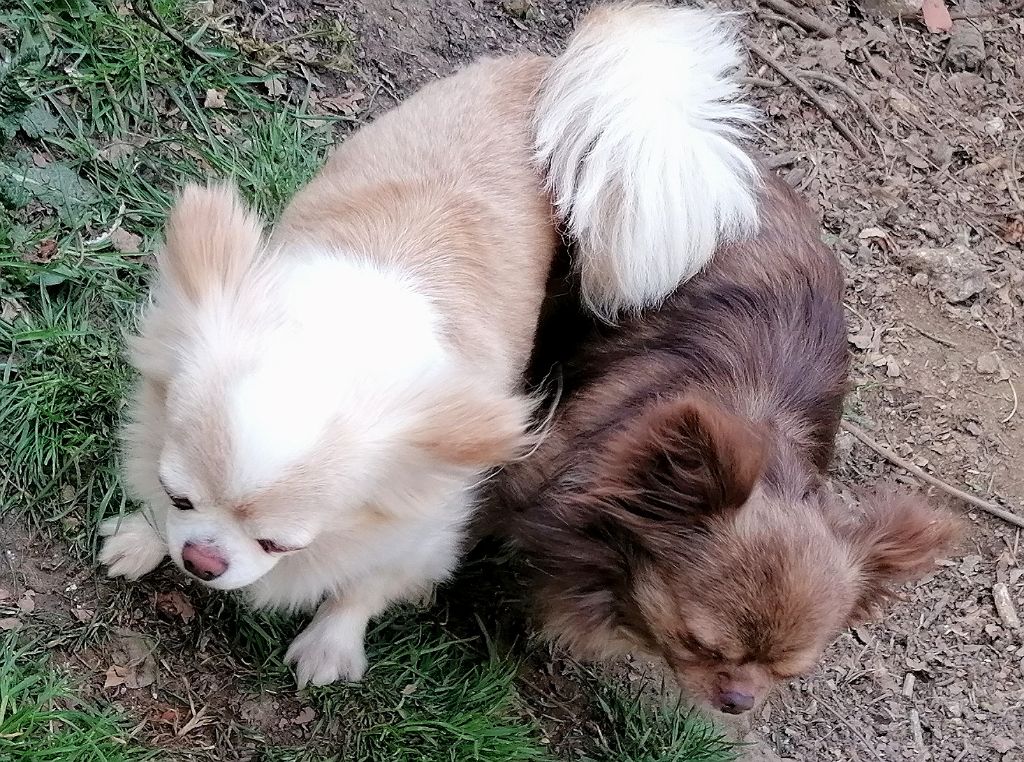 Chiots chihuahuas à naître mi-juin