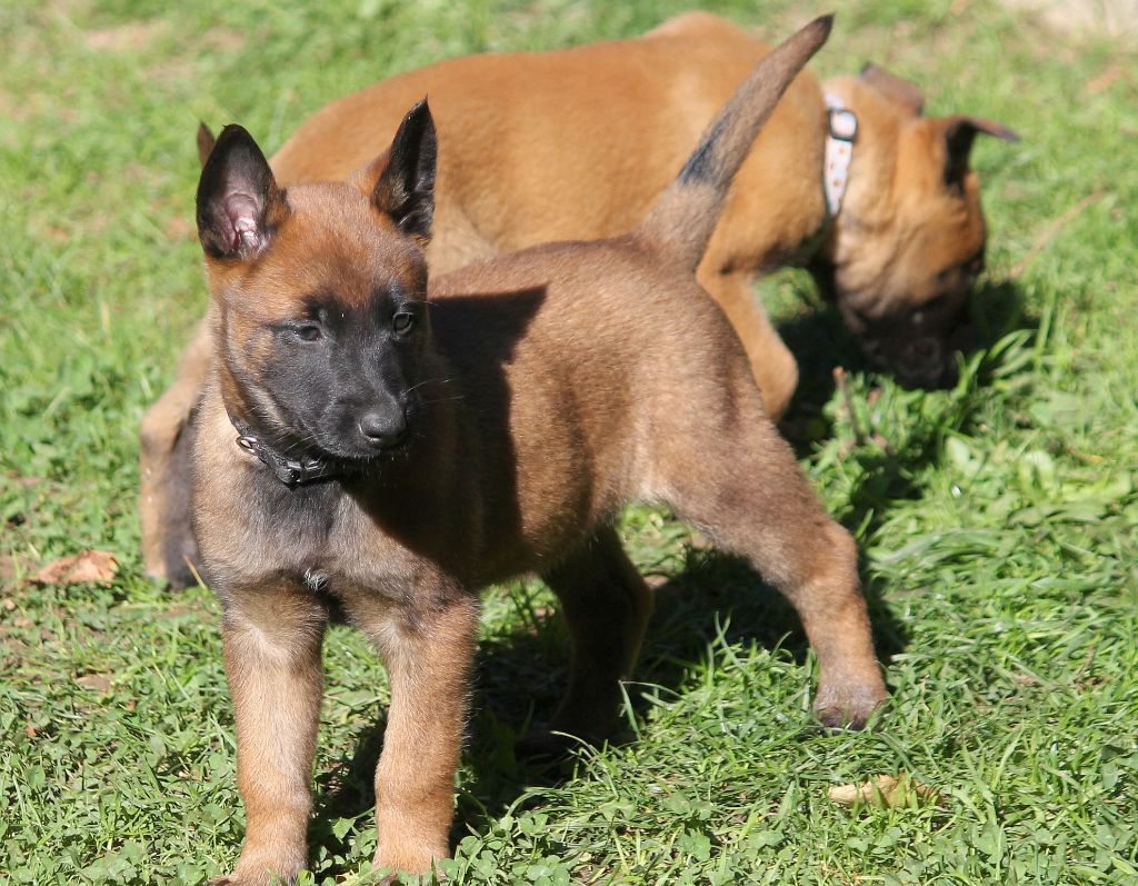 4 femelles disponibles à partir du 28/10