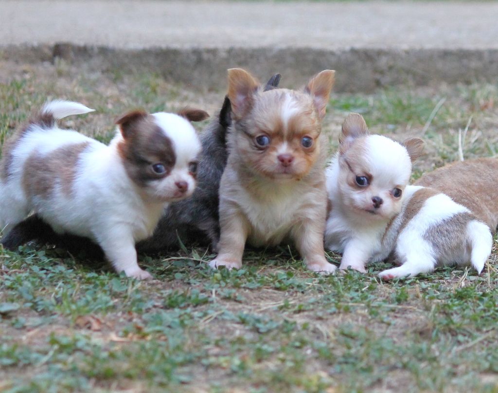 Les bébés Chihuahuas sont nés  ! 