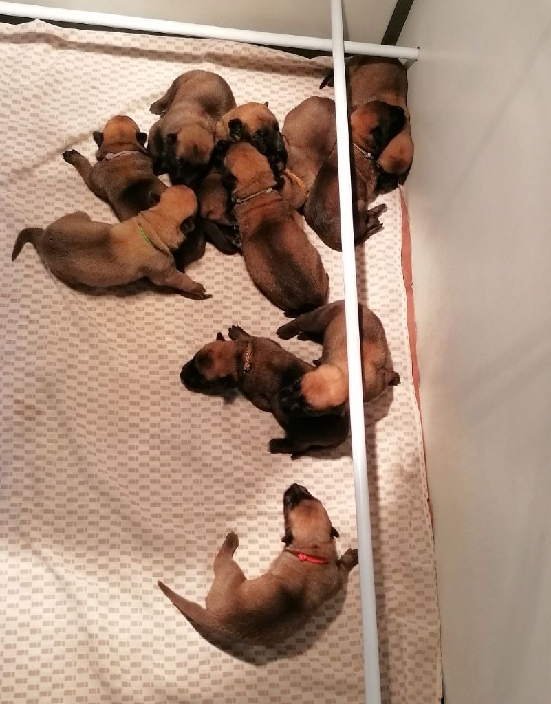 Chiots malinois à réserver 