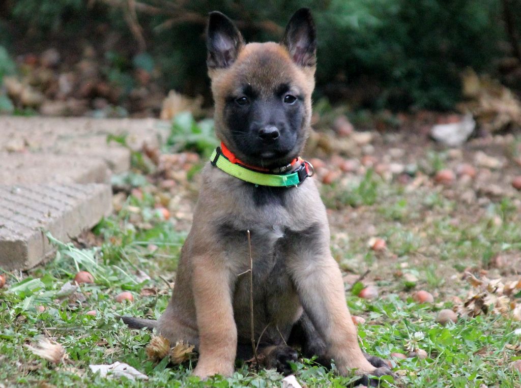 du domaine d'orca - Bébés Malinois à réserver 