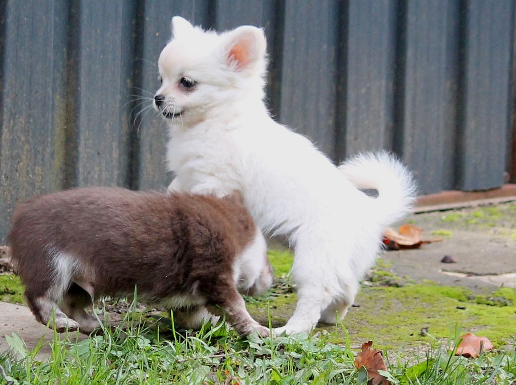 du domaine d'orca - Chiots disponibles - Chihuahua