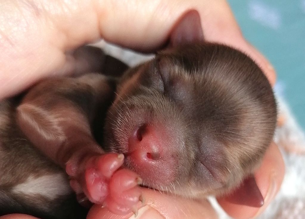 du domaine d'orca - Chiots disponibles - Chihuahua