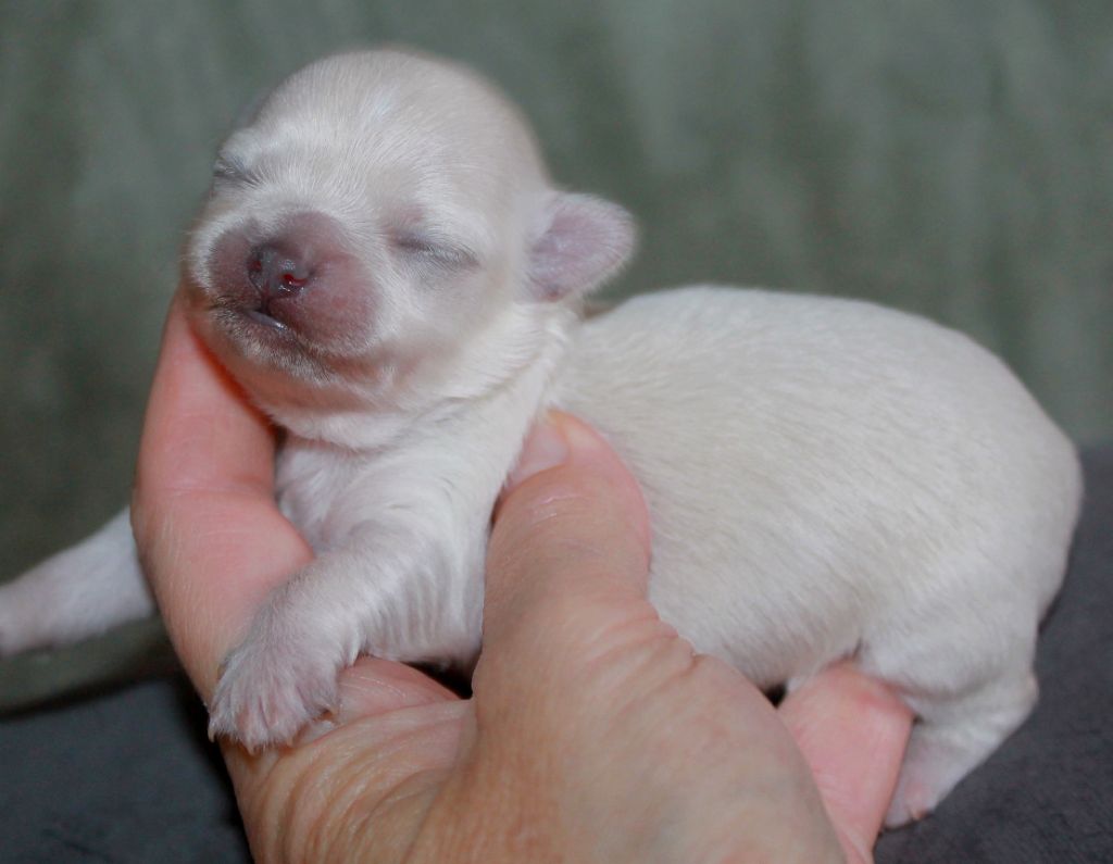 du domaine d'orca - Chiots disponibles - Chihuahua