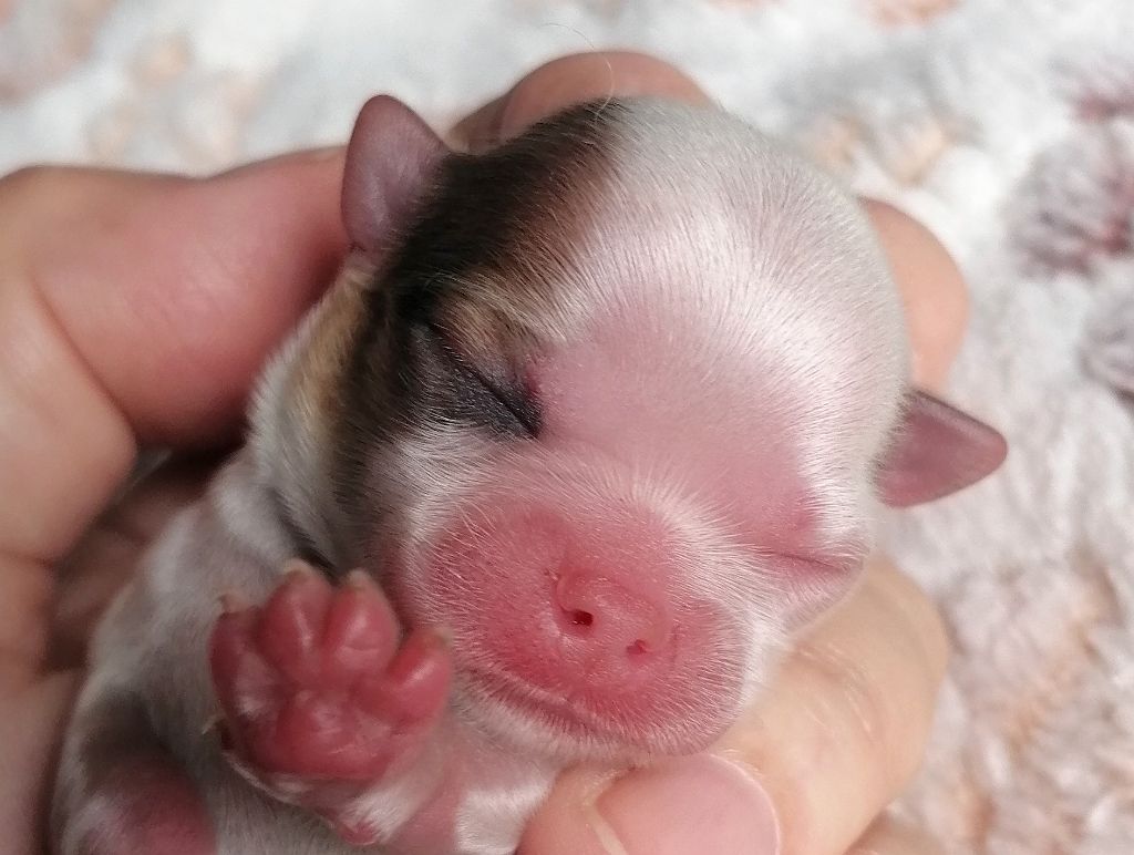 du domaine d'orca - Chiots disponibles - Chihuahua