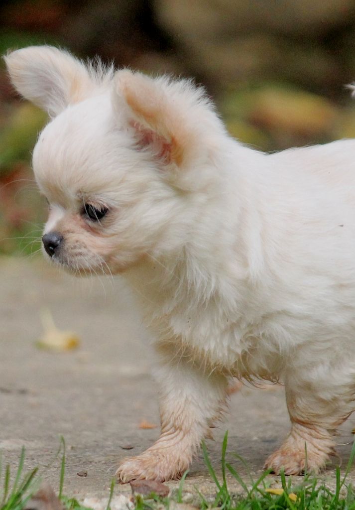 du domaine d'orca - Chiots disponibles - Chihuahua