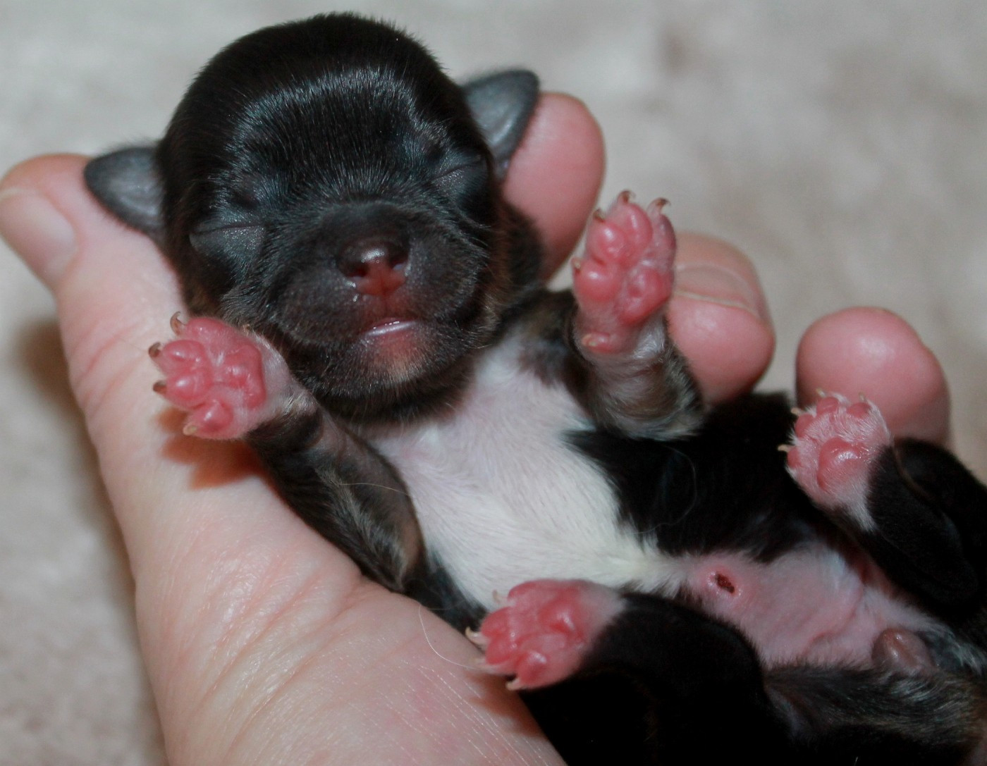 du domaine d'orca - Chiots disponibles - Chihuahua