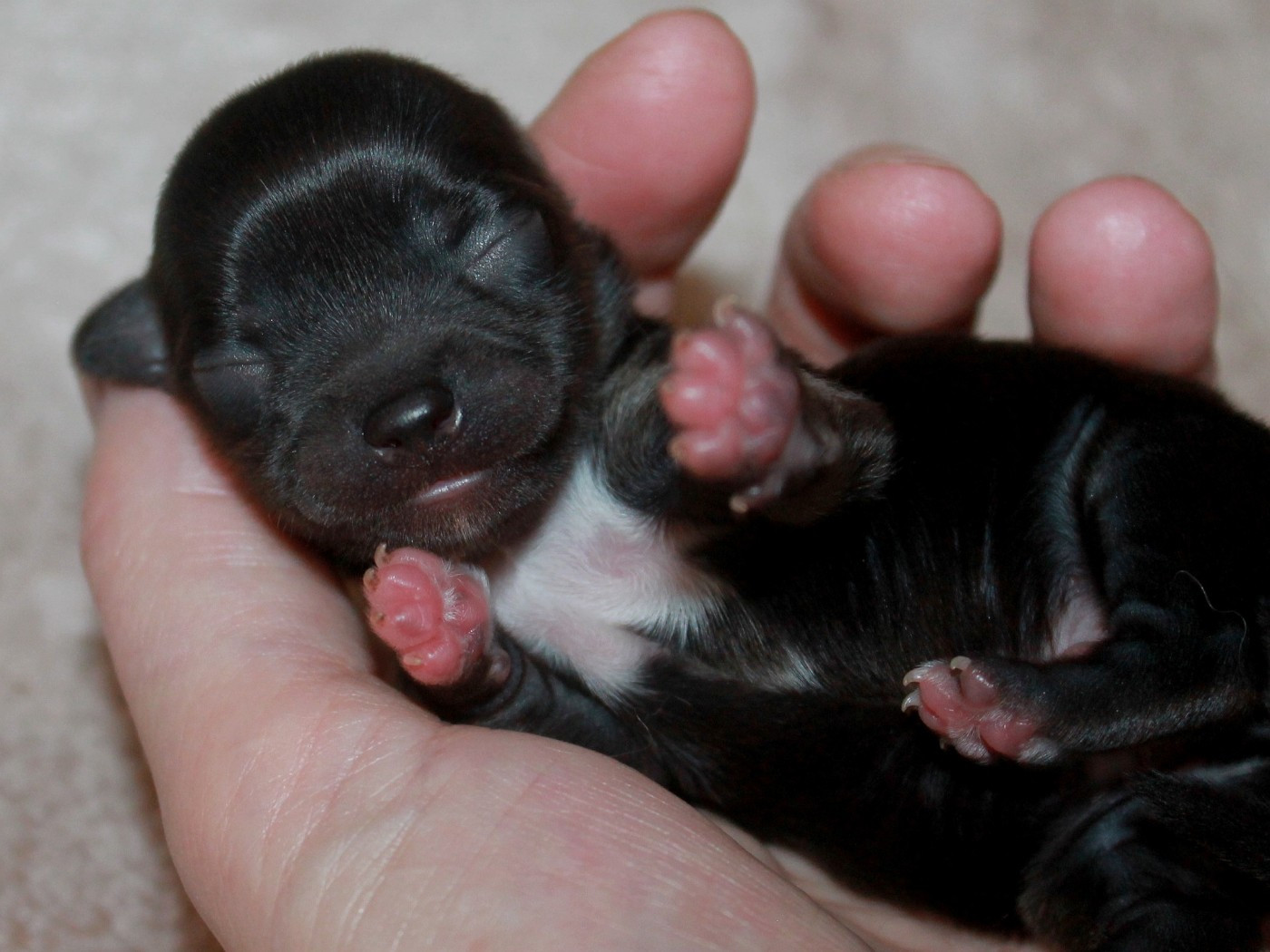 du domaine d'orca - Chiots disponibles - Chihuahua