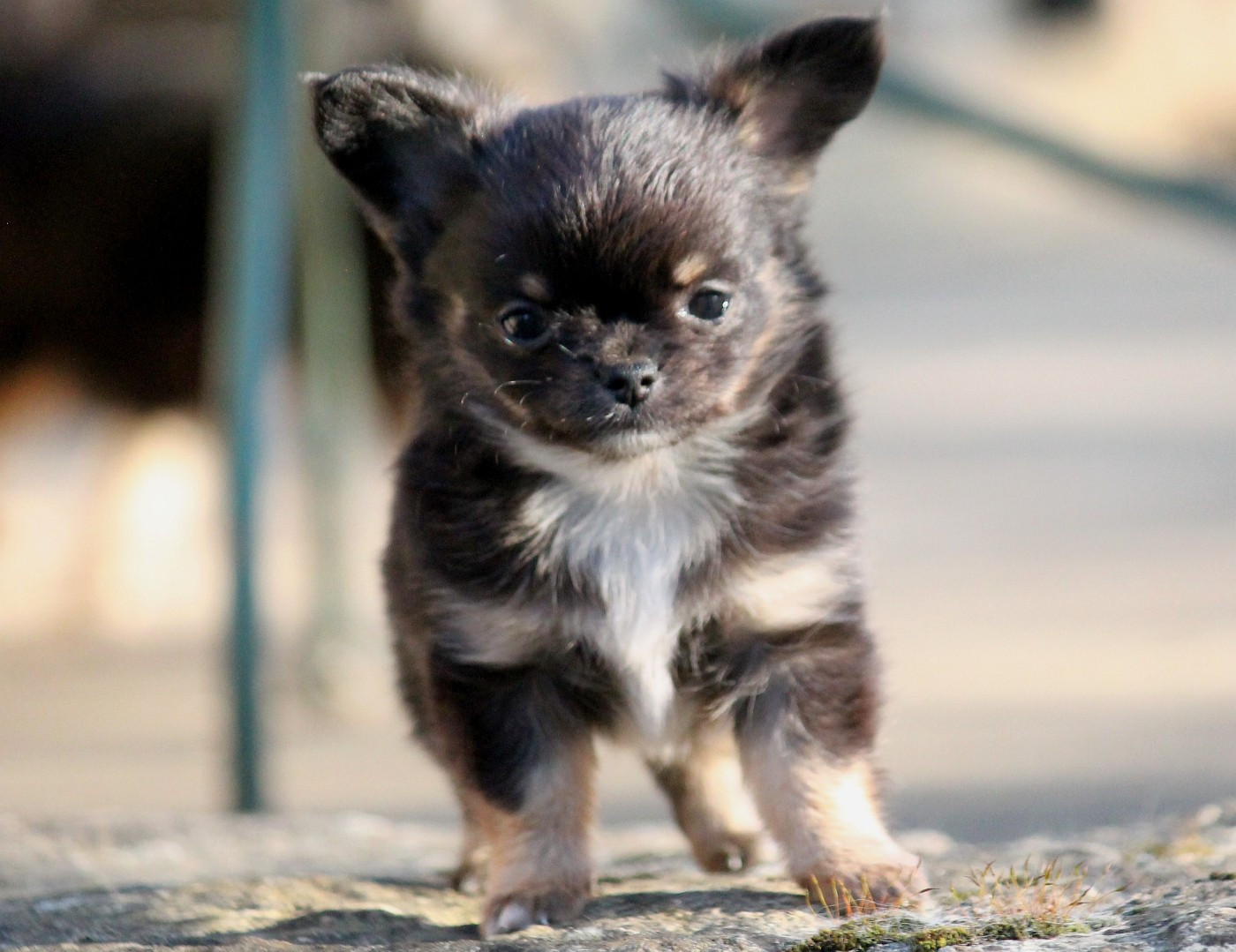 du domaine d'orca - Chiots disponibles - Chihuahua