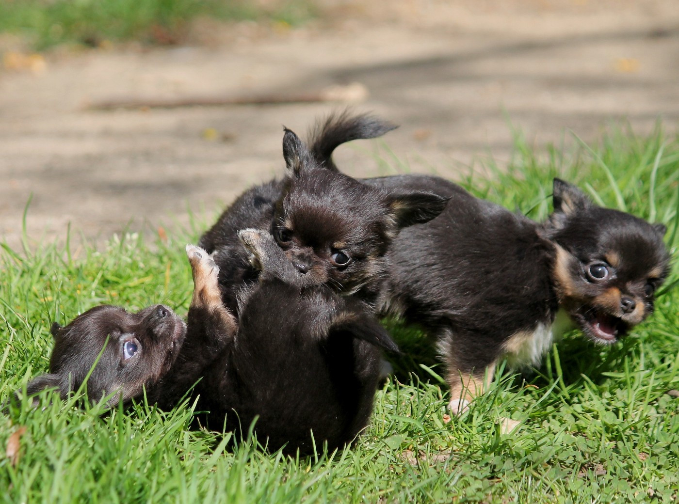 du domaine d'orca - Chihuahua - Portée née le 29/01/2026