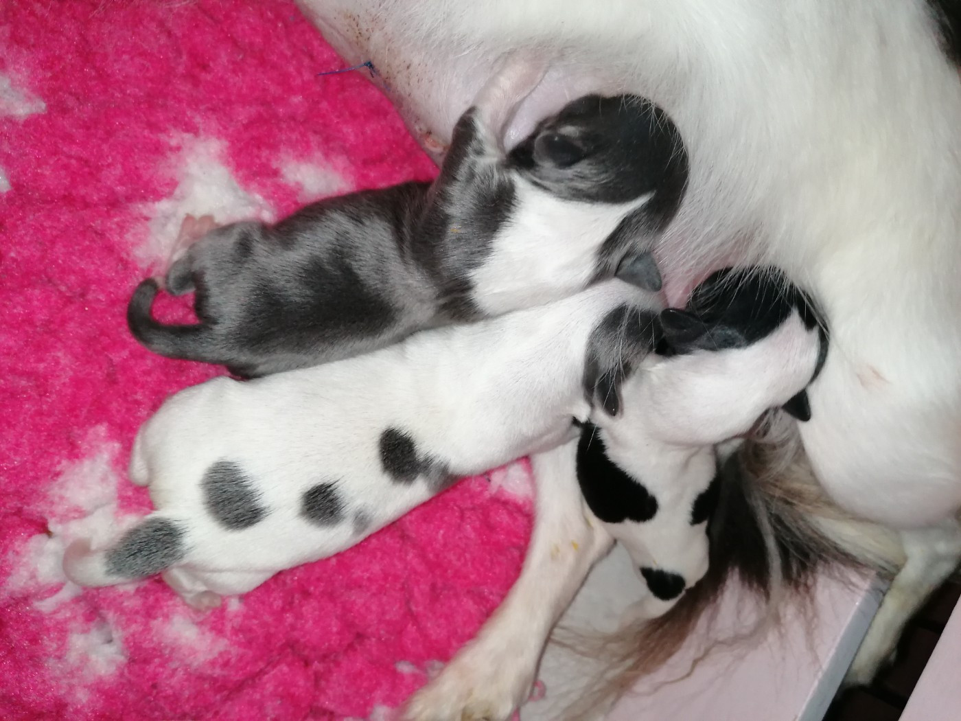 Chiot Chihuahua du domaine d'orca
