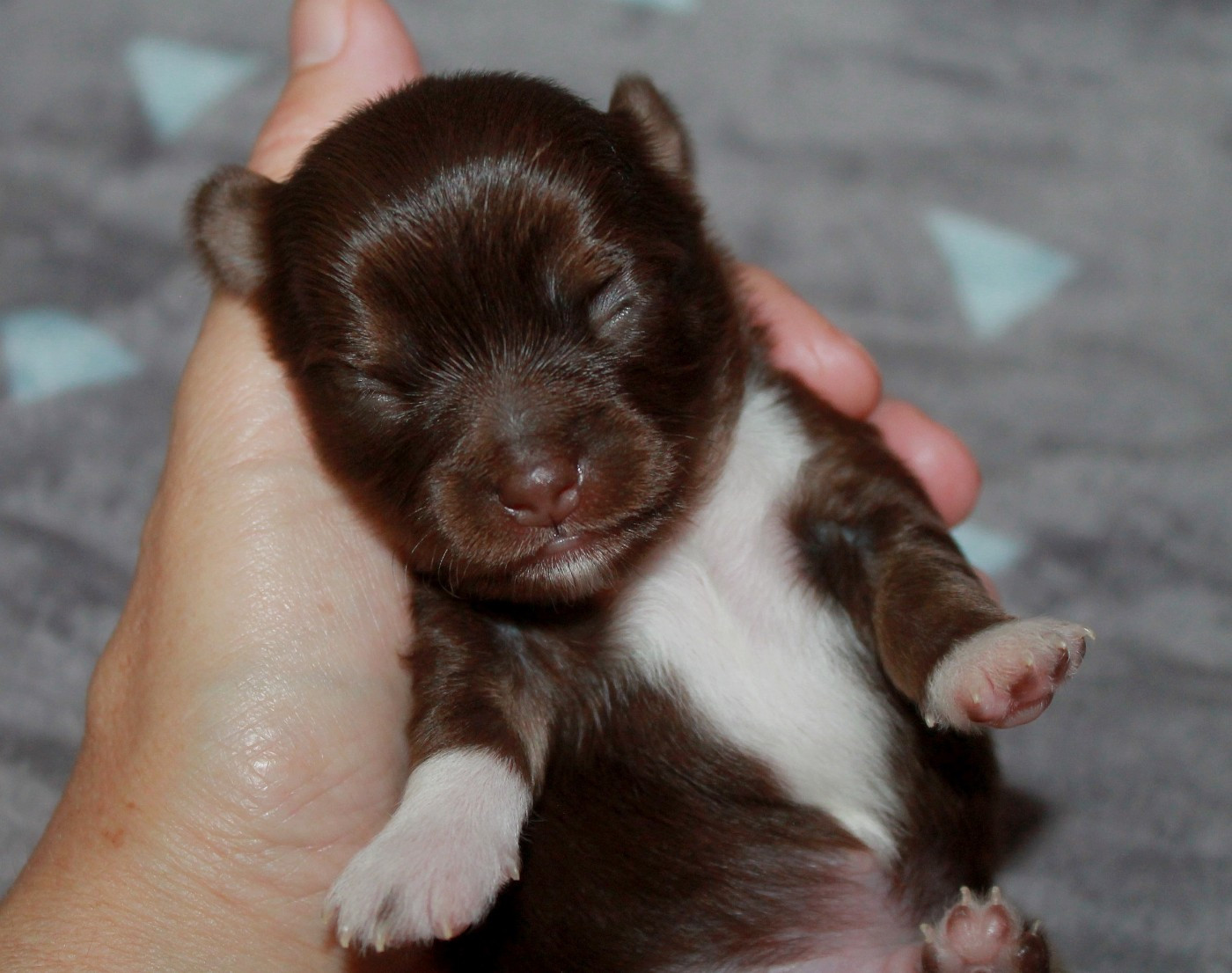 du domaine d'orca - Chiots disponibles - Chihuahua