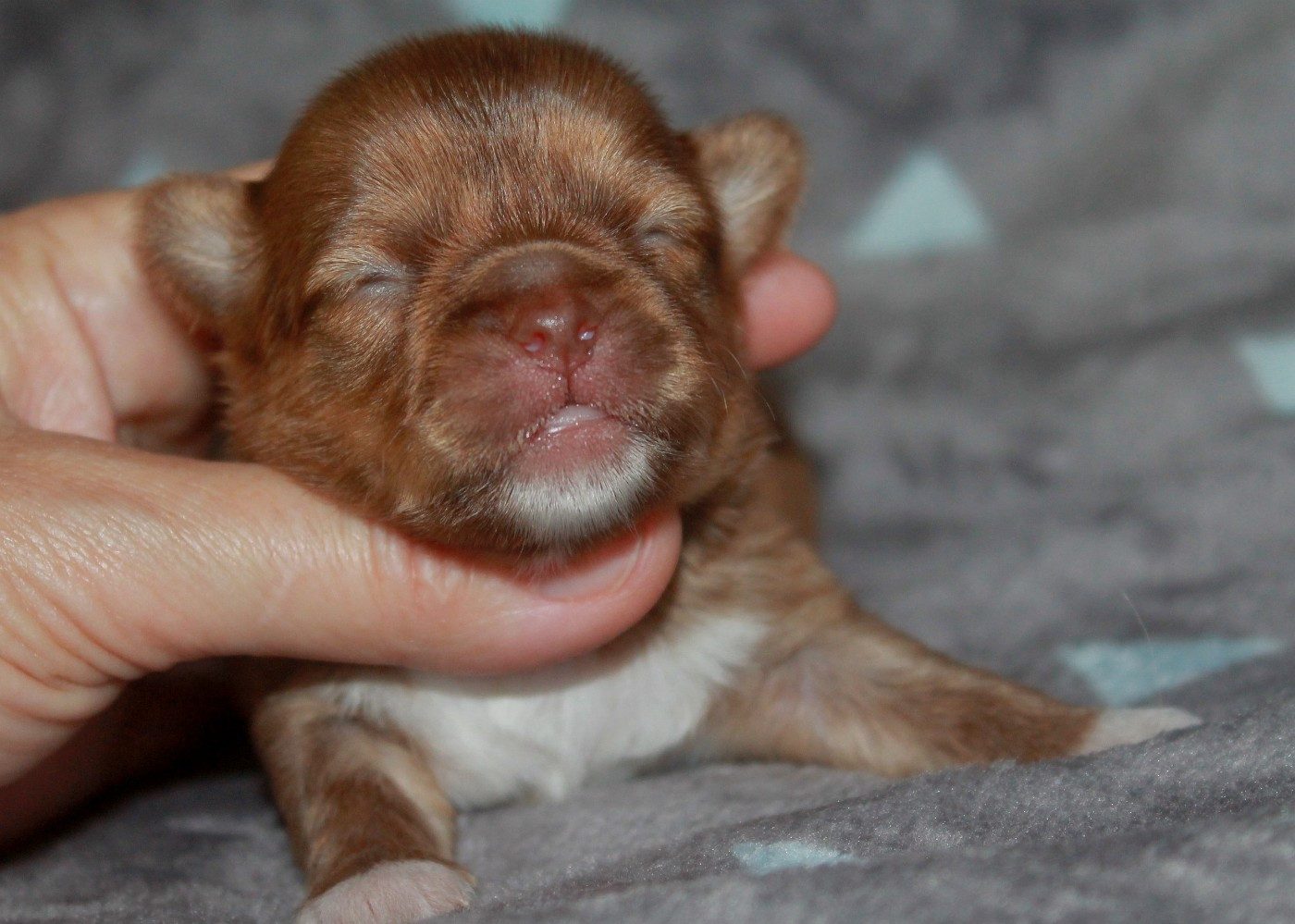du domaine d'orca - Chiots disponibles - Chihuahua