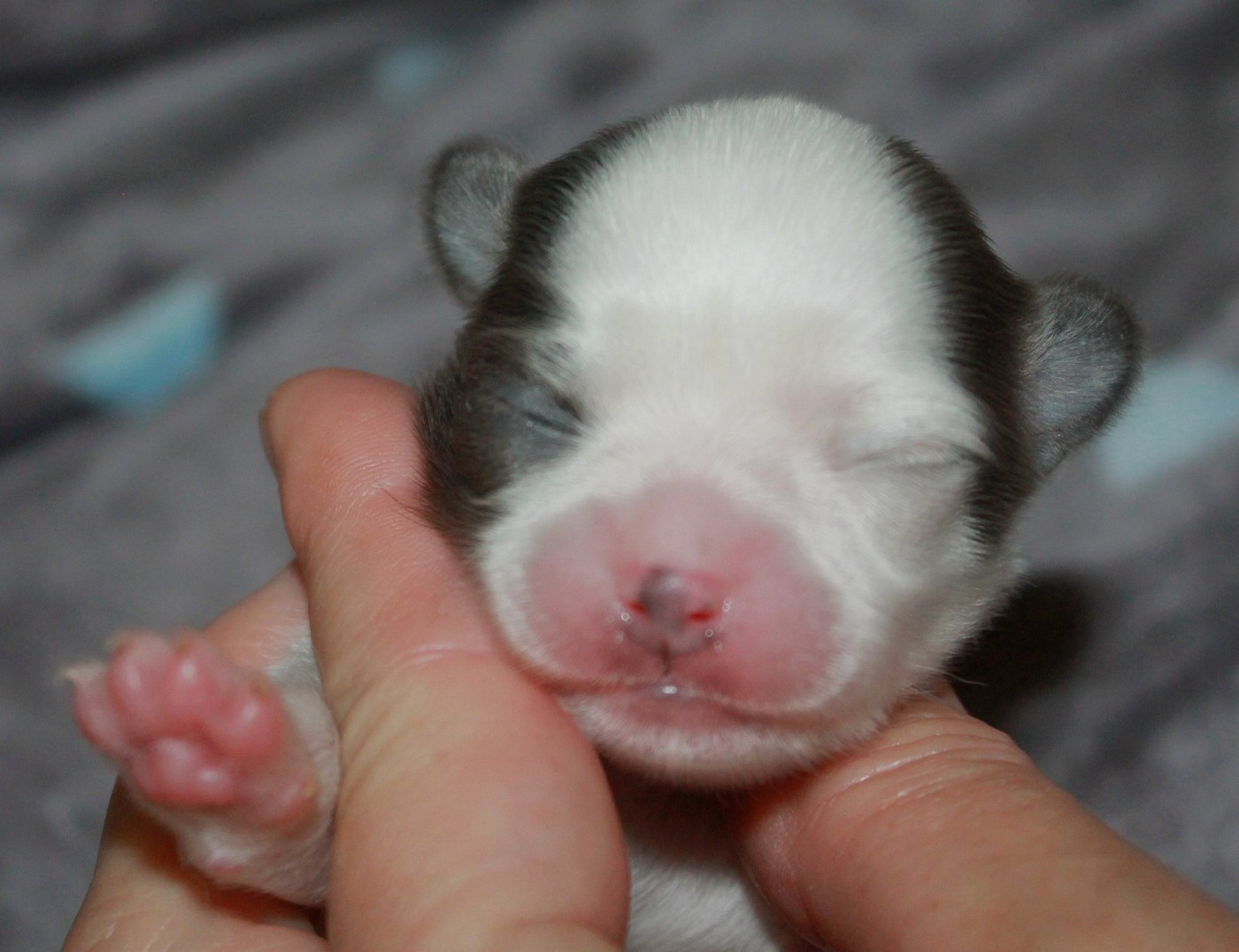 du domaine d'orca - Chiots disponibles - Chihuahua