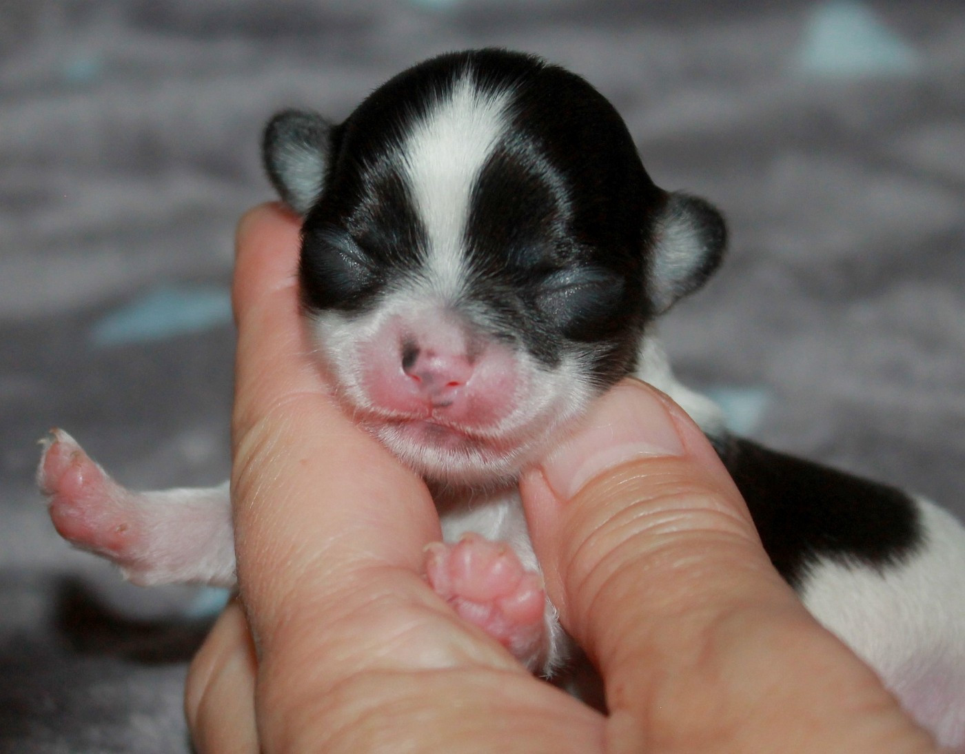 du domaine d'orca - Chiots disponibles - Chihuahua