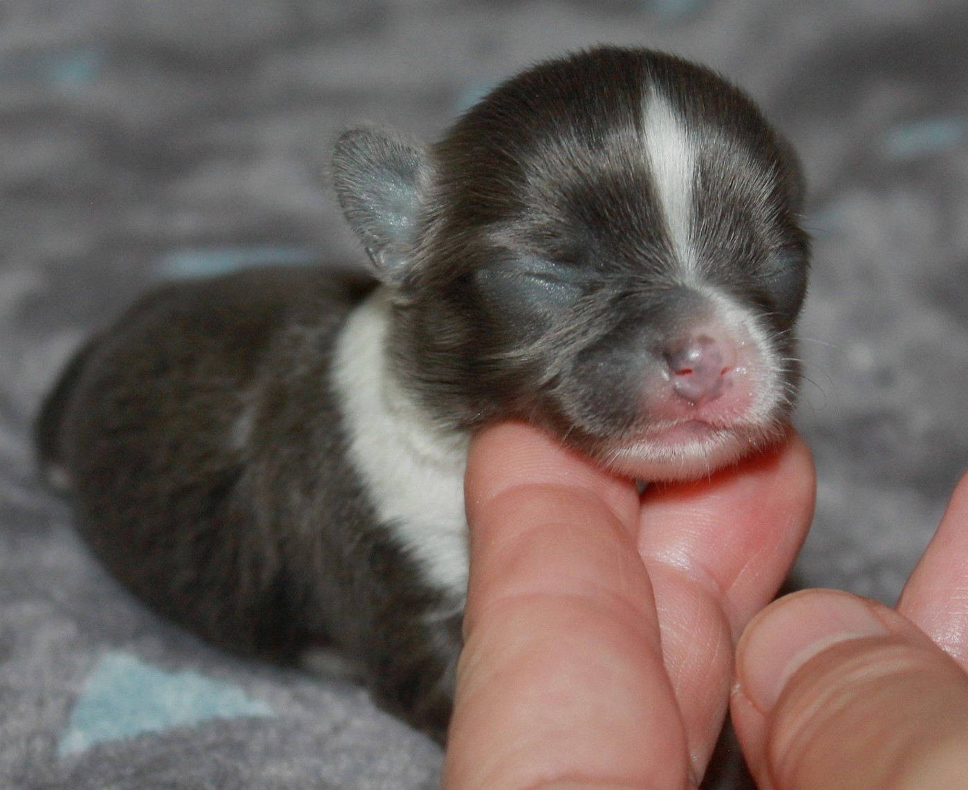 du domaine d'orca - Chiots disponibles - Chihuahua