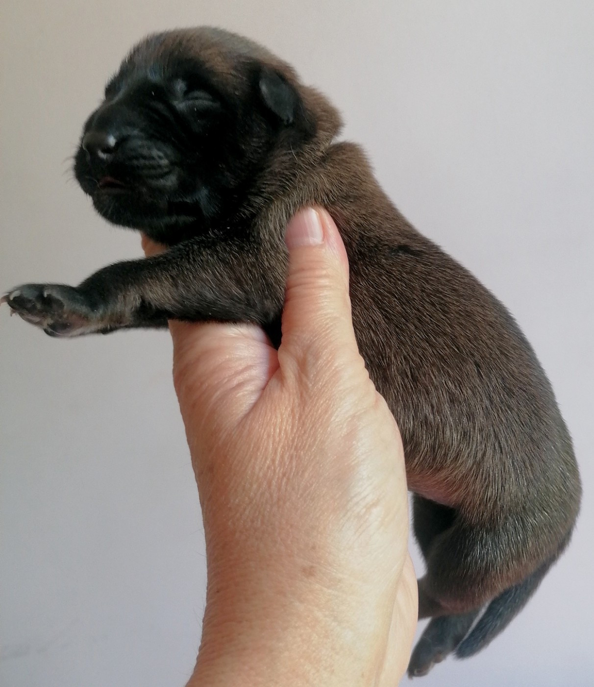 du domaine d'orca - Chiots disponibles - Berger Belge