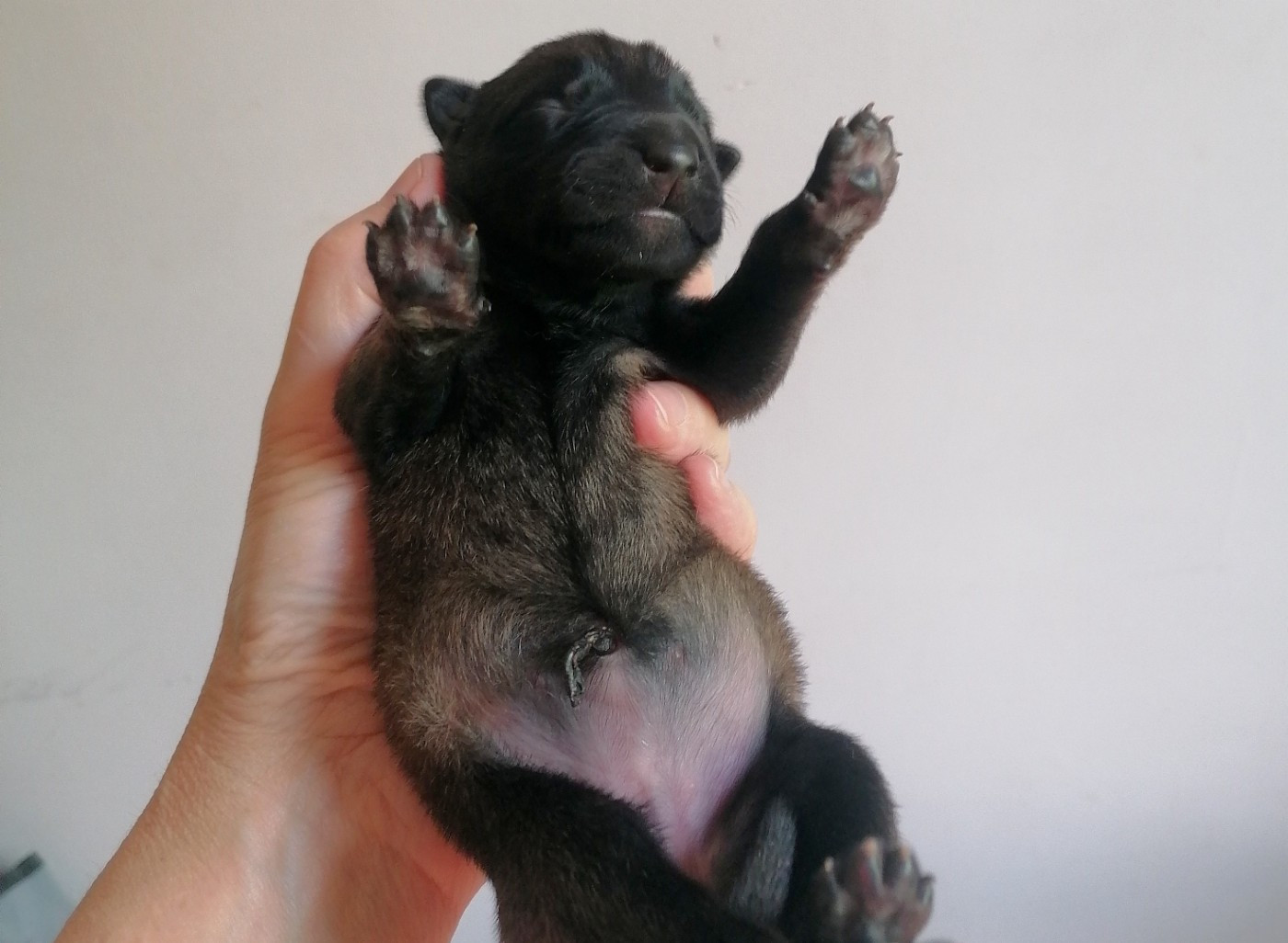 du domaine d'orca - Chiots disponibles - Berger Belge