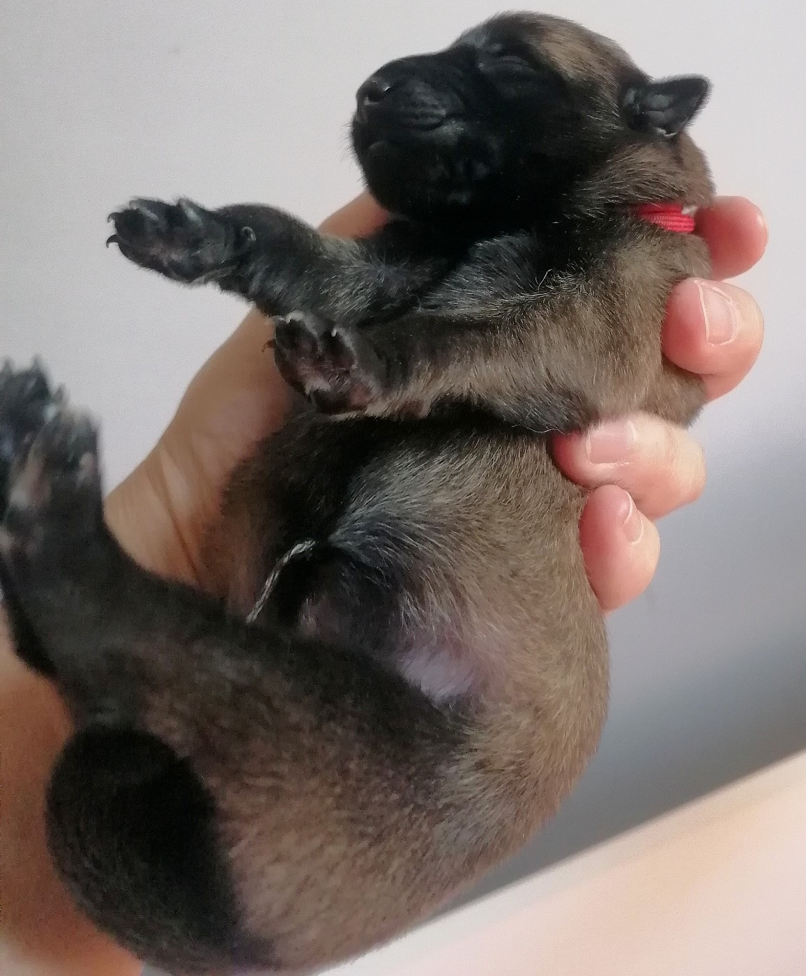du domaine d'orca - Chiots disponibles - Berger Belge