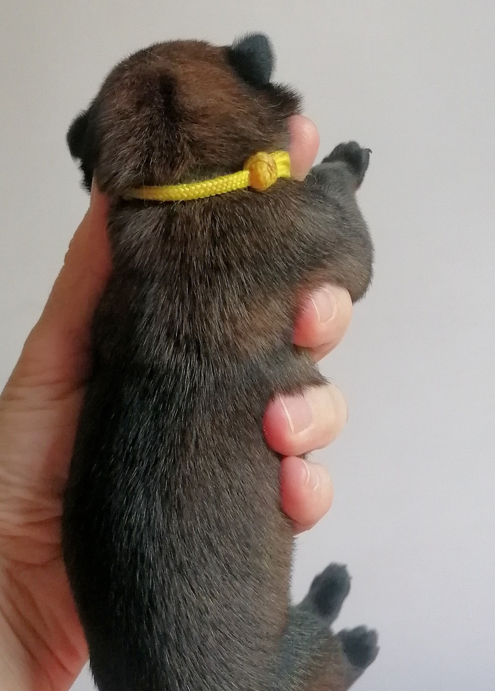 du domaine d'orca - Chiots disponibles - Berger Belge