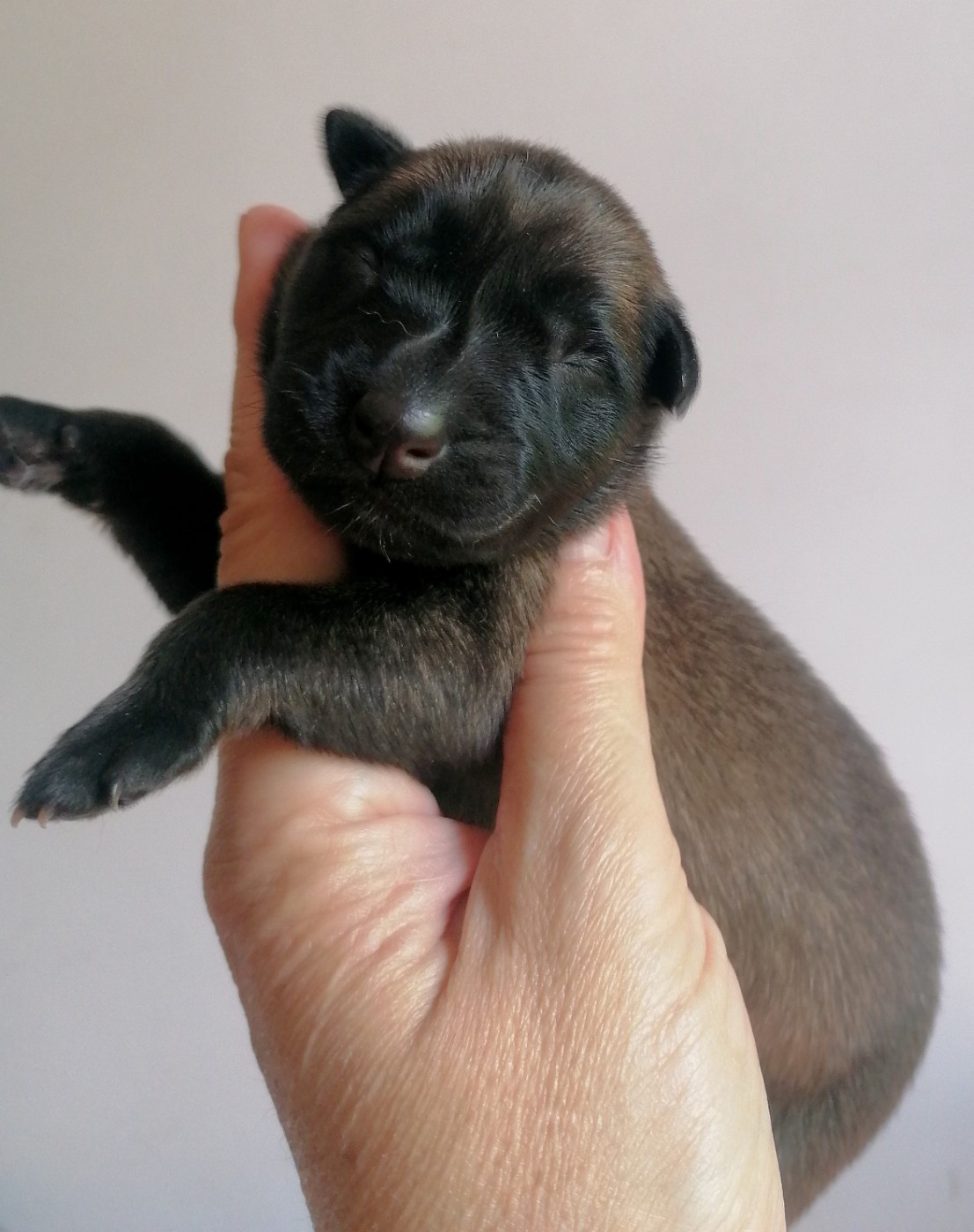 du domaine d'orca - Chiots disponibles - Berger Belge