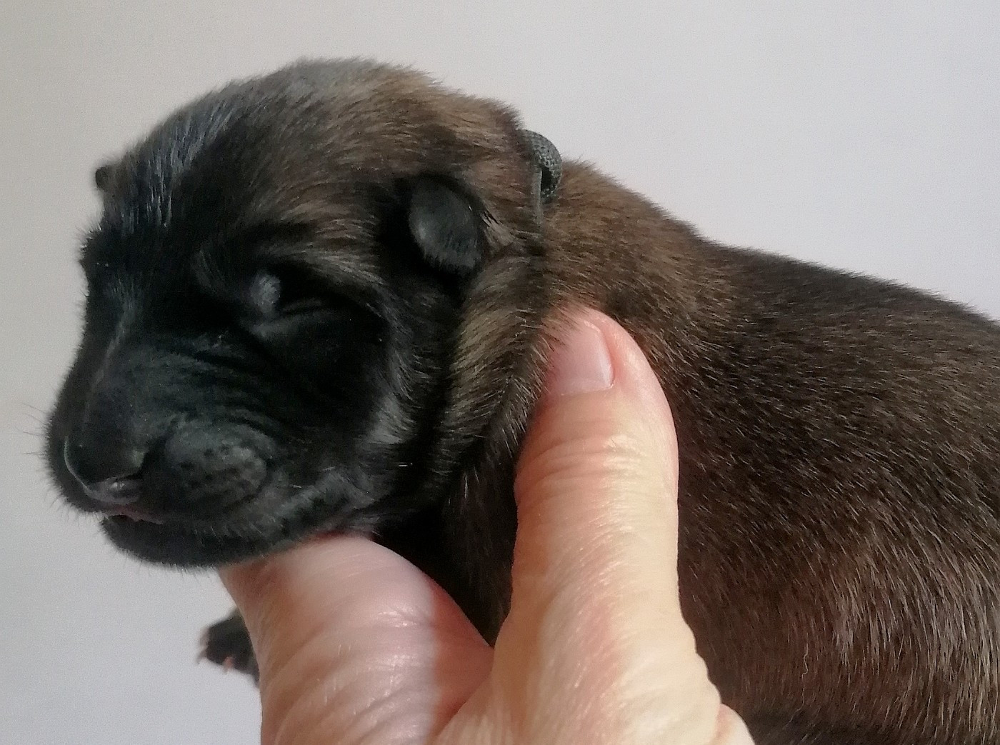 du domaine d'orca - Chiots disponibles - Berger Belge