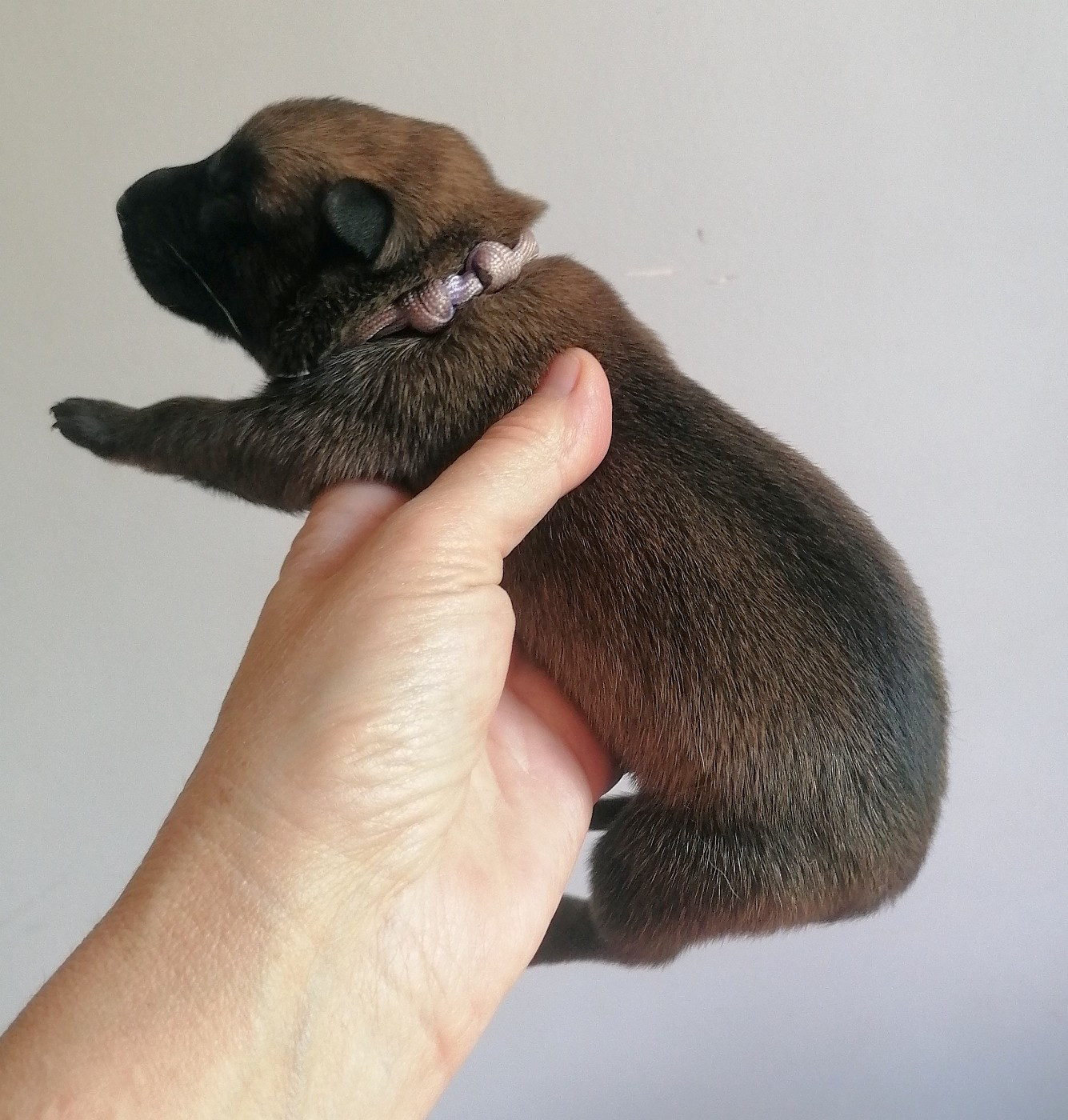 du domaine d'orca - Chiots disponibles - Berger Belge