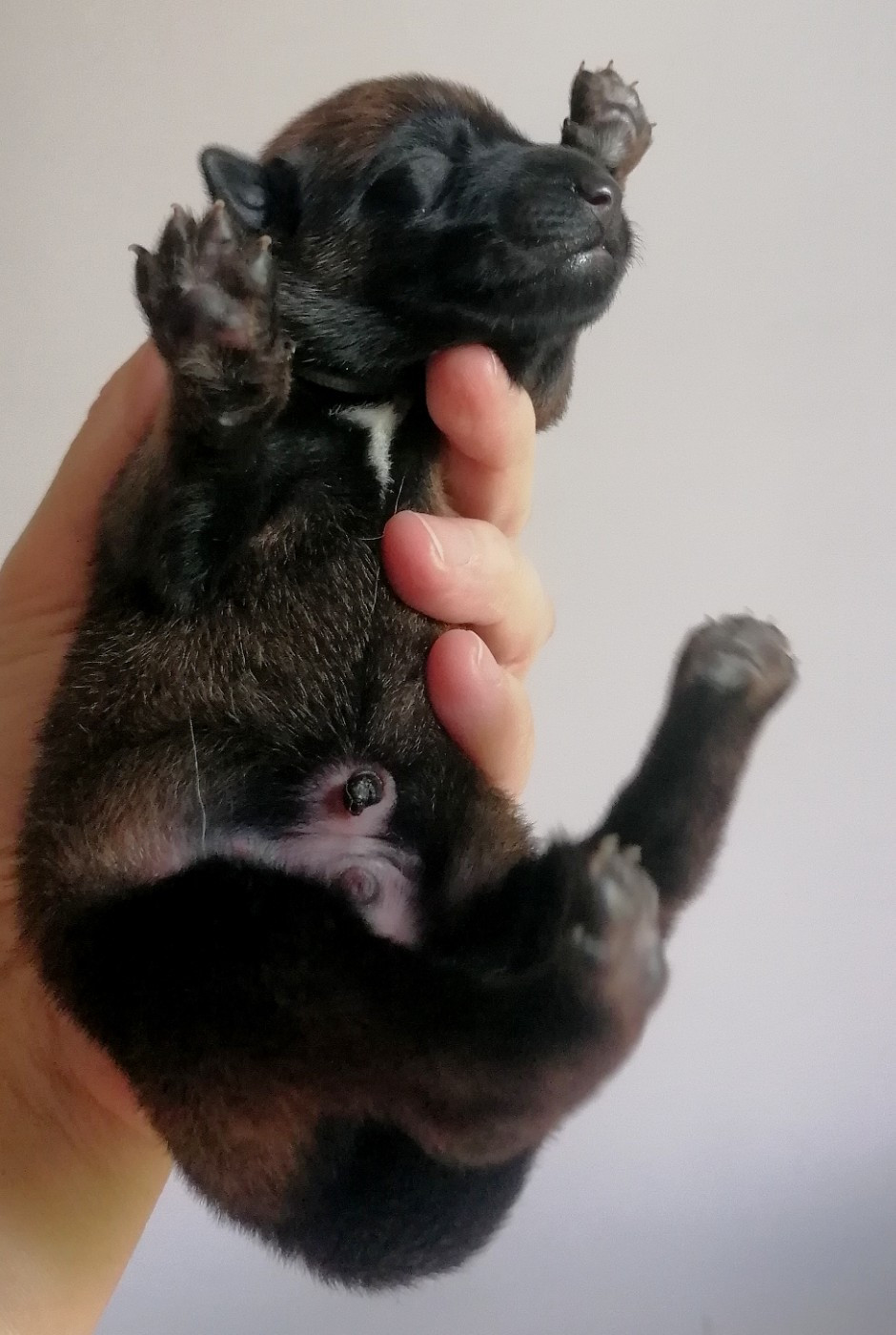 du domaine d'orca - Chiots disponibles - Berger Belge