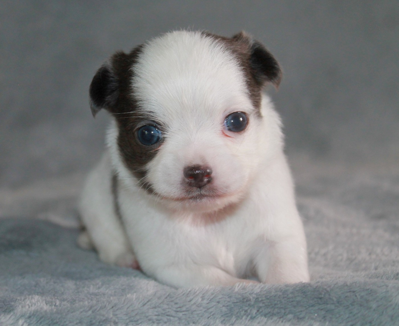 du domaine d'orca - Chiots disponibles - Chihuahua