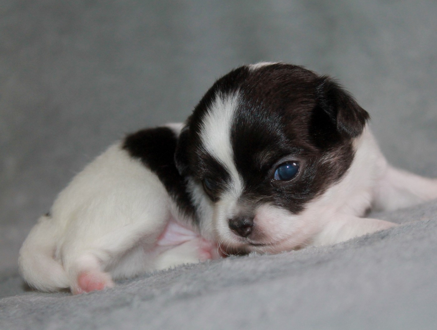 du domaine d'orca - Chiots disponibles - Chihuahua