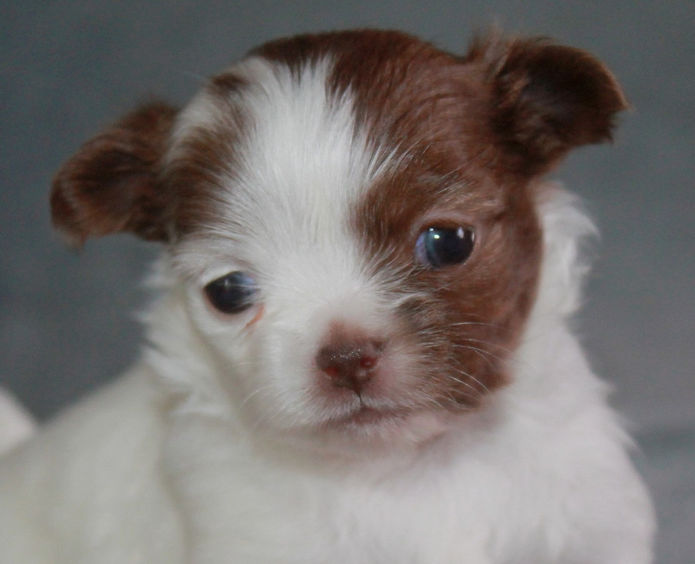 du domaine d'orca - Chiots disponibles - Chihuahua