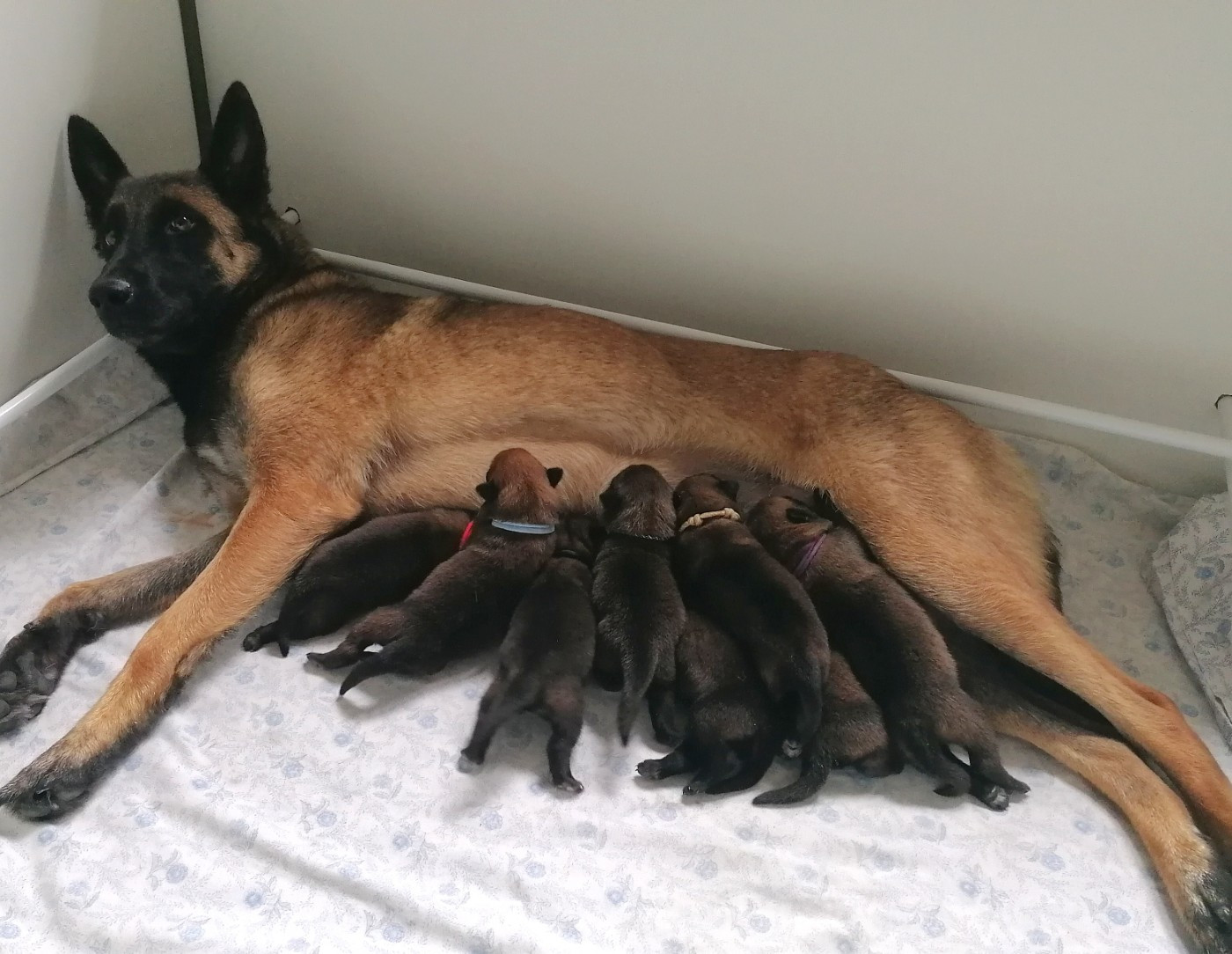 Chiot Berger Belge du domaine d'orca