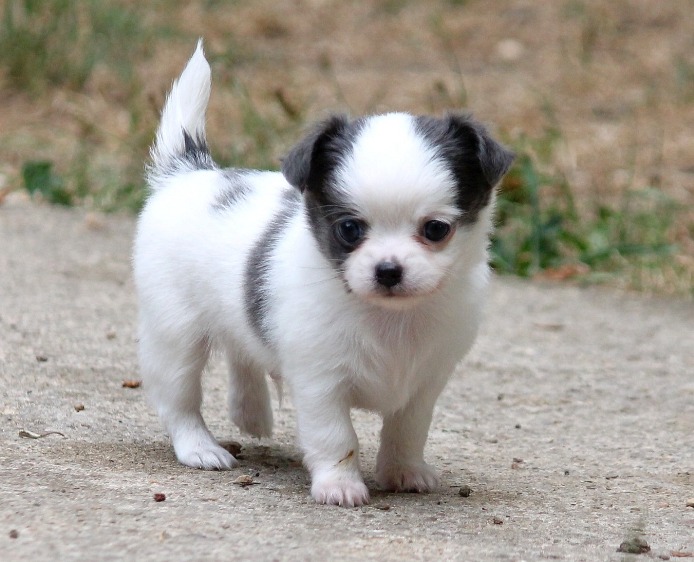 du domaine d'orca - Chiots disponibles - Chihuahua