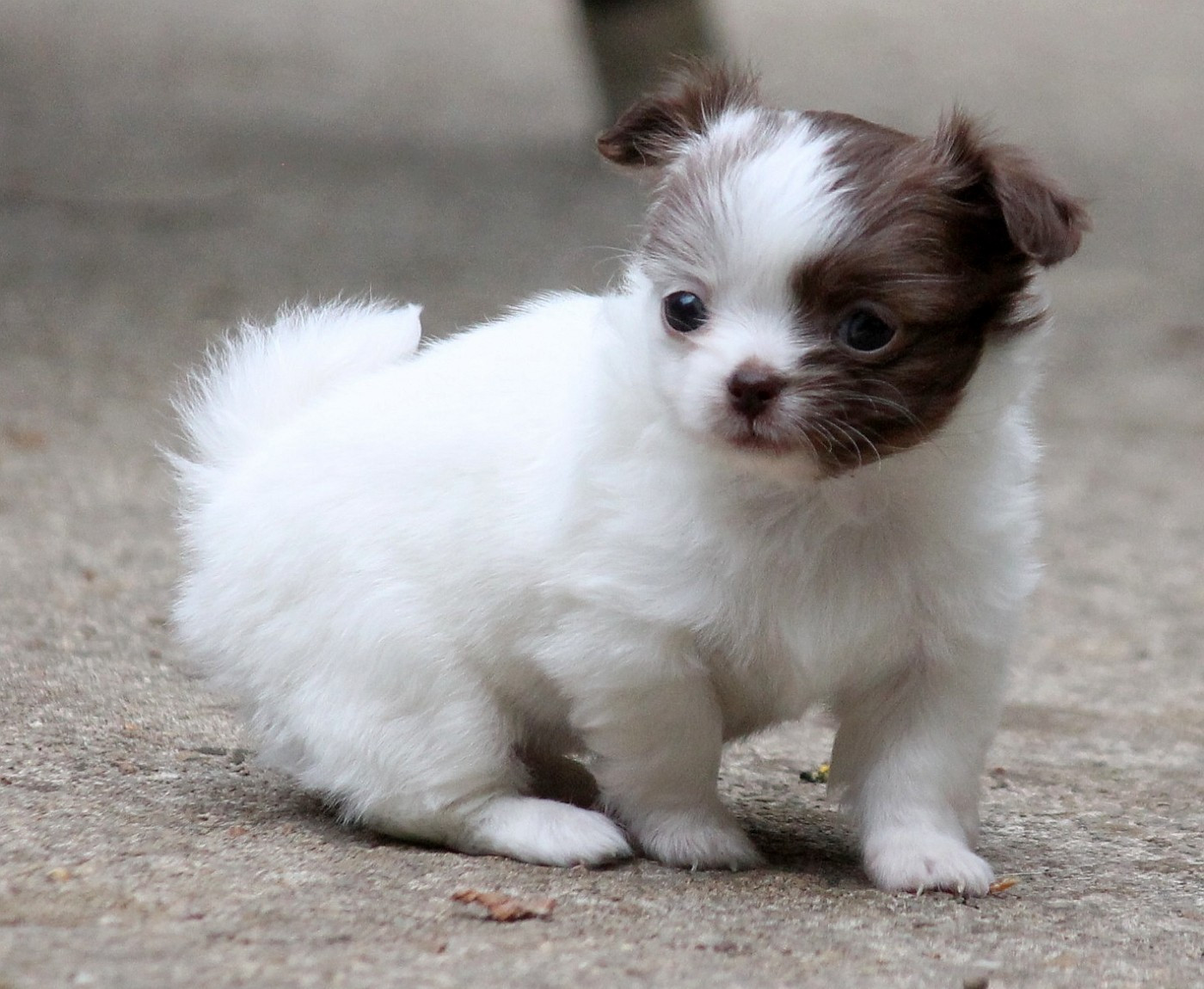 du domaine d'orca - Chiots disponibles - Chihuahua