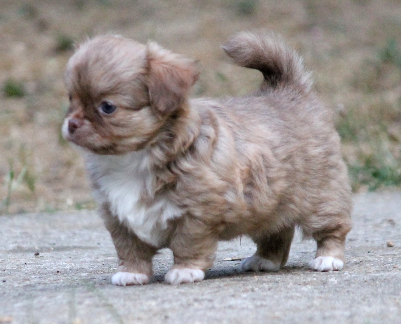 du domaine d'orca - Chiots disponibles - Chihuahua